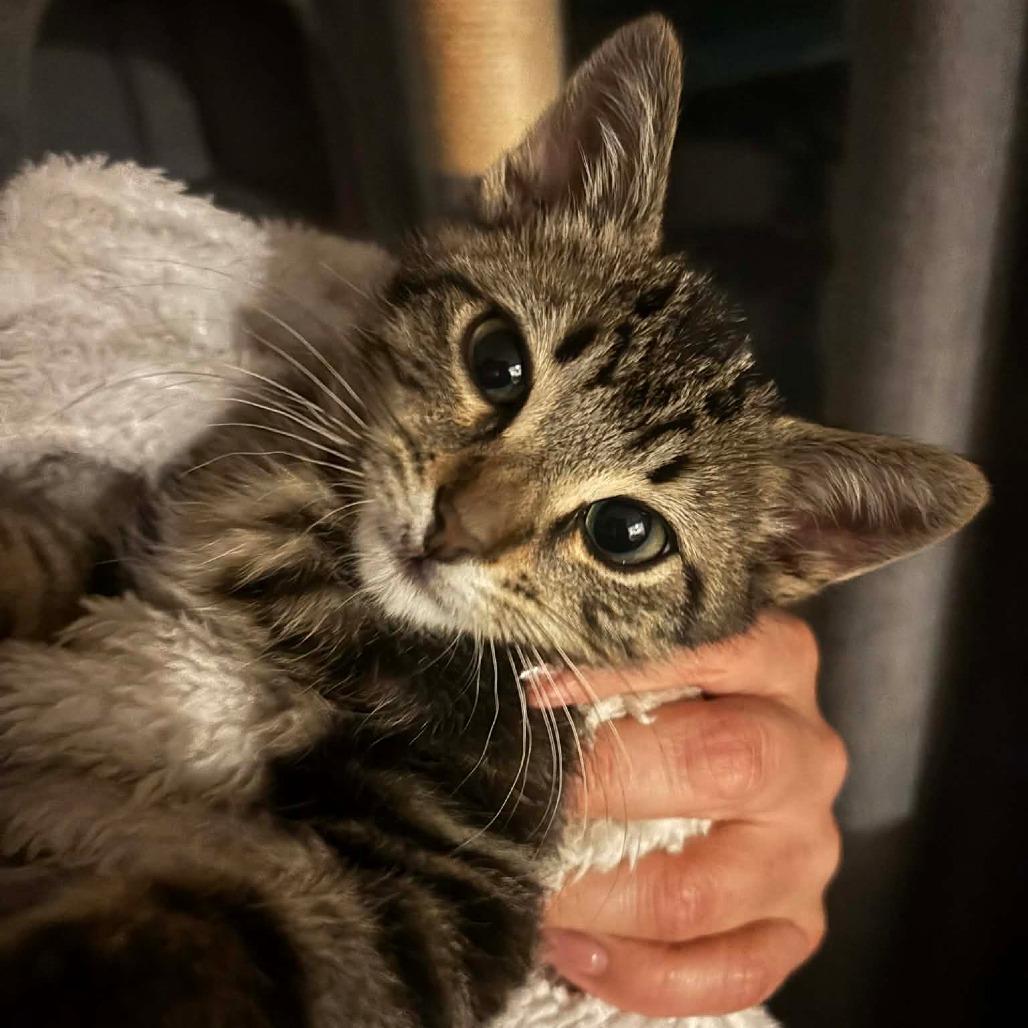 Harley, Adoptable, Kitten Male Domestic Short Hair.