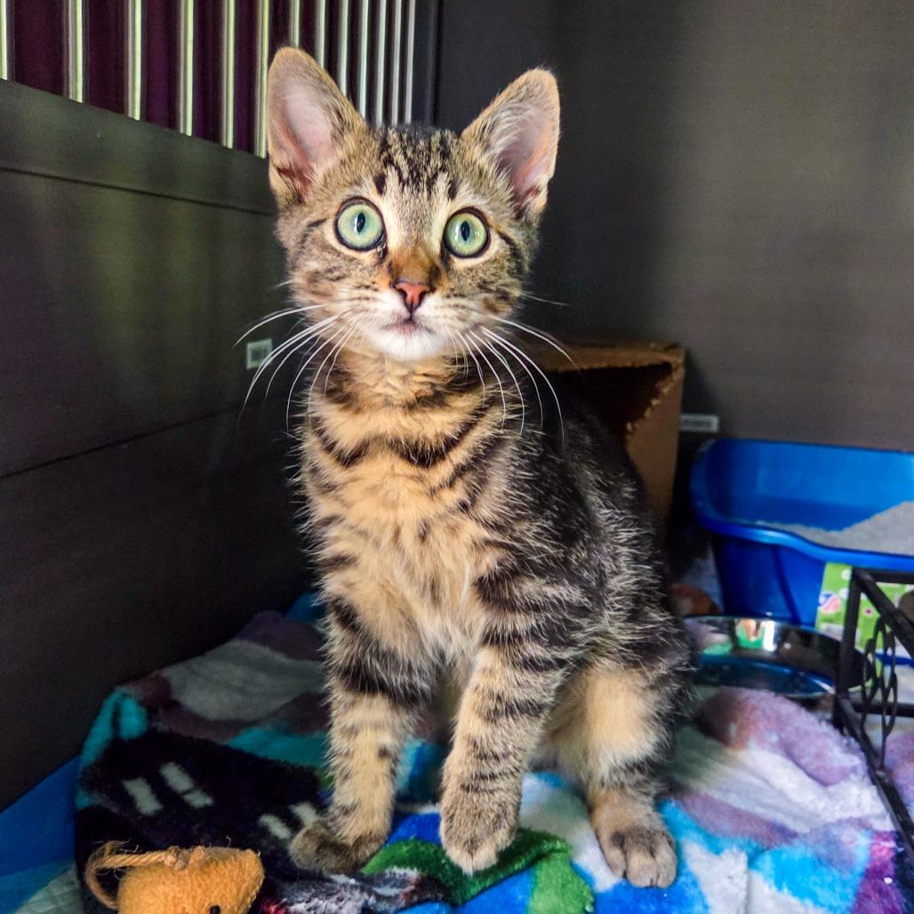 Enlarge Harley, a Adoptable Domestic Short Hair in San Diego, CA image 2/4