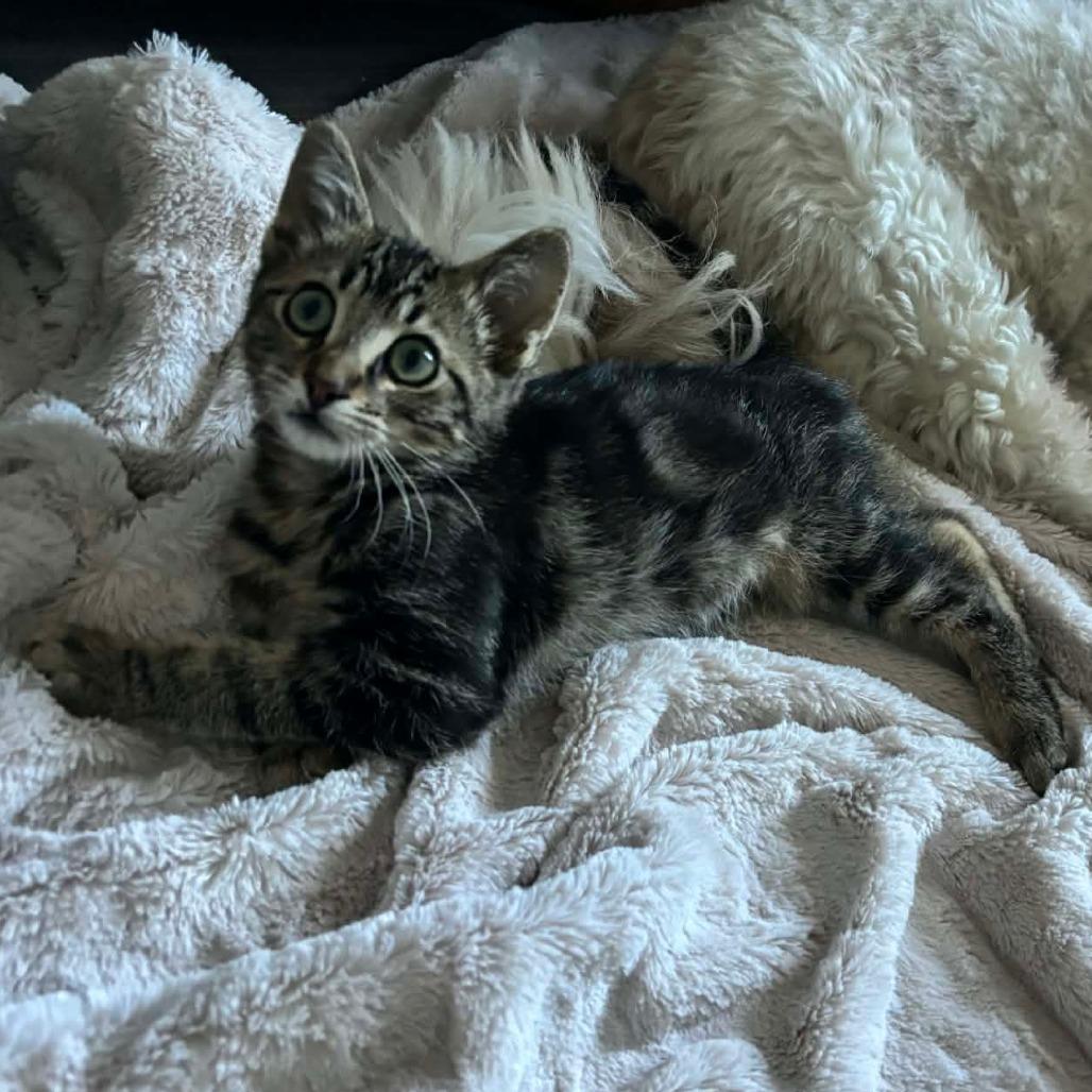 Enlarge Harley, a Adoptable Domestic Short Hair in San Diego, CA image 3/4