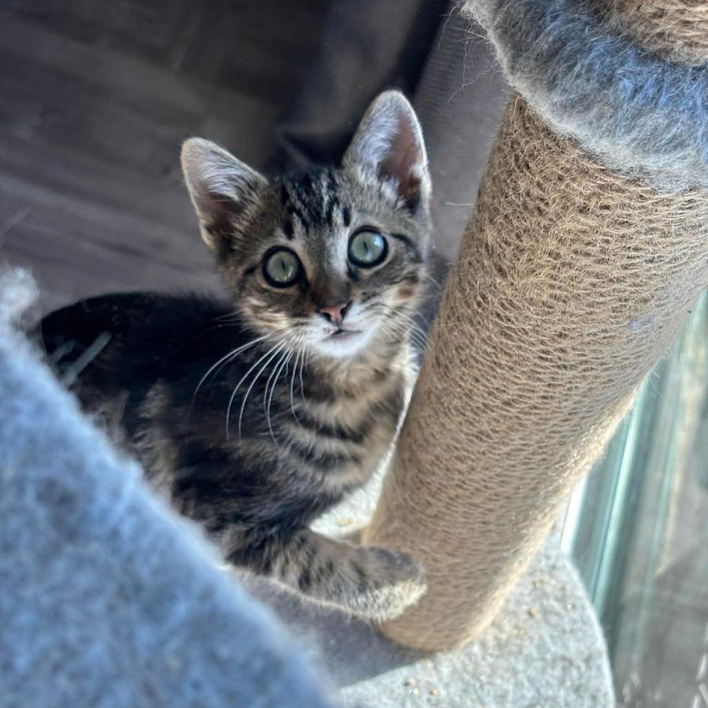 Enlarge Harley, a Adoptable Domestic Short Hair in San Diego, CA image 4/4