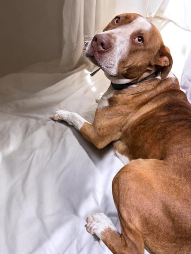 Enlarge Levon, a Adoptable mixed breed in Fairfax, VA image 4/5