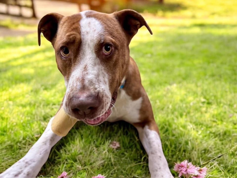 Enlarge Levon, a Adoptable mixed breed in Fairfax, VA image 5/5