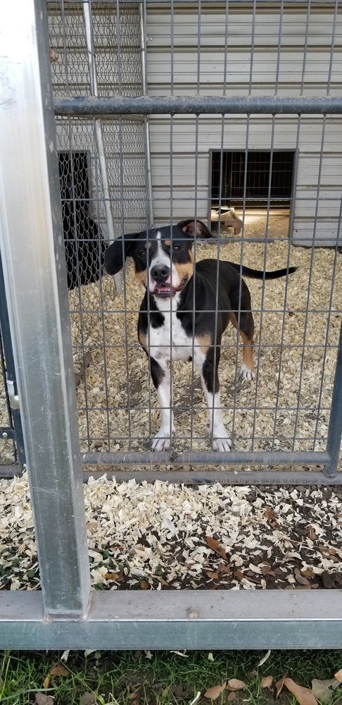 Daisy, a Adoptable mixed breed in Lone Oak, TX image 1/6