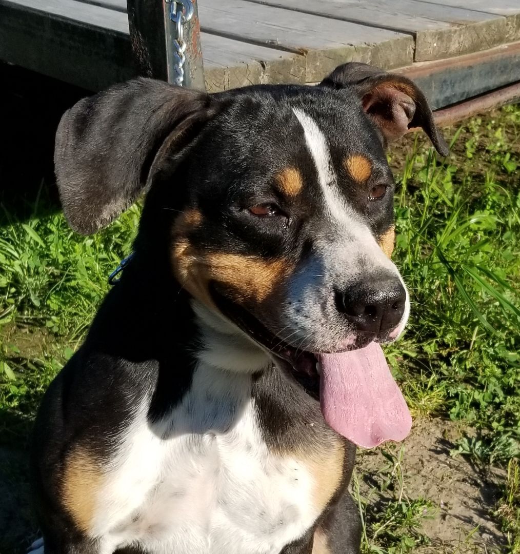Daisy, Adult Female Mixed Breed
