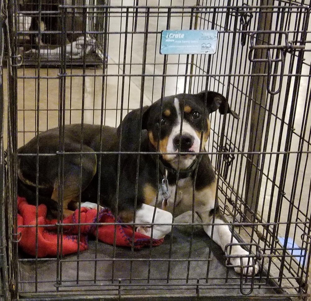 Daisy, a Adoptable mixed breed in Lone Oak, TX image 3/6