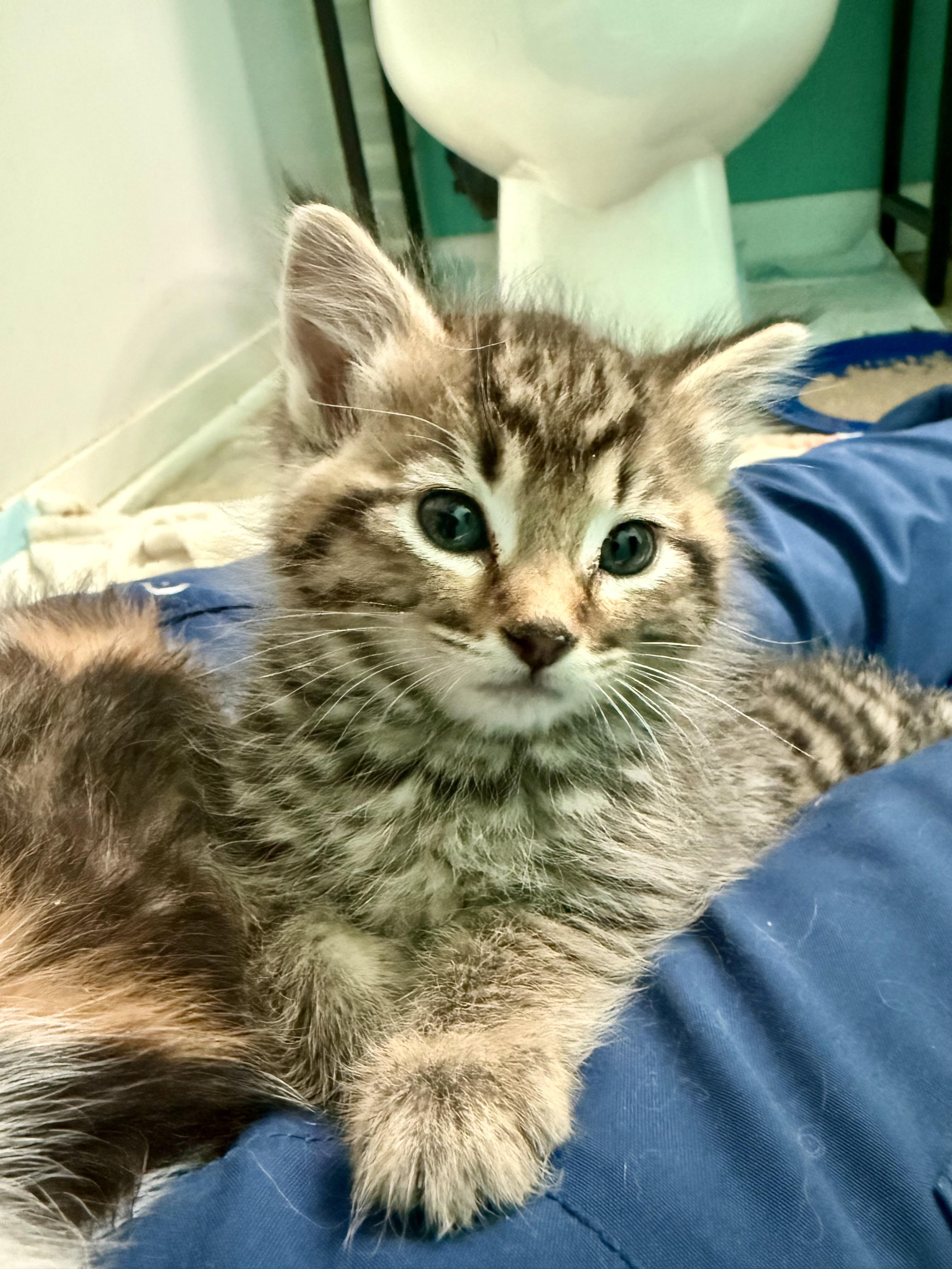 Lagertha, a ADOPTABLE Domestic Short Hair in Salt Lake City, UT image 2/6
