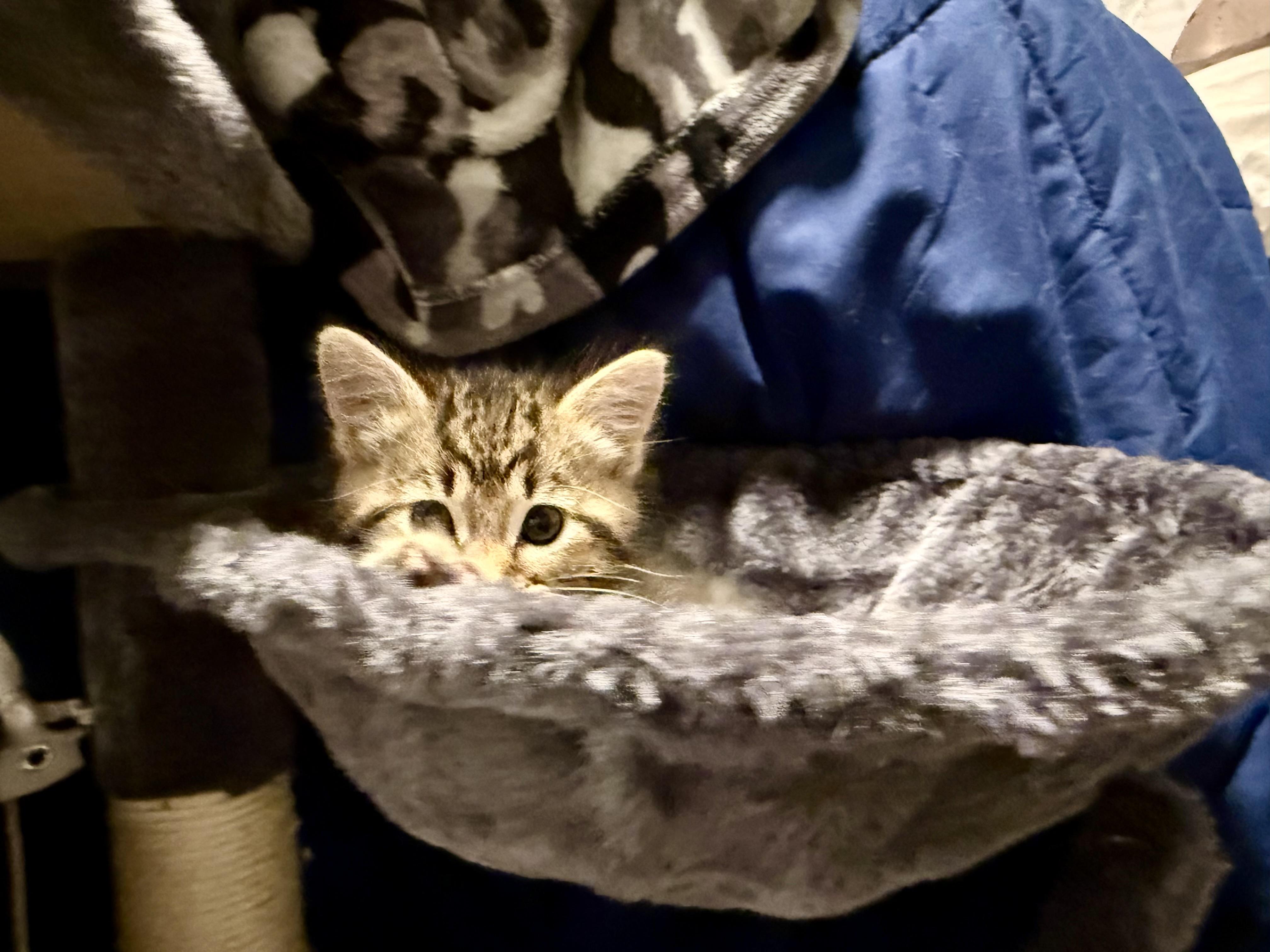 Lagertha, a ADOPTABLE Domestic Short Hair in Salt Lake City, UT image 6/6