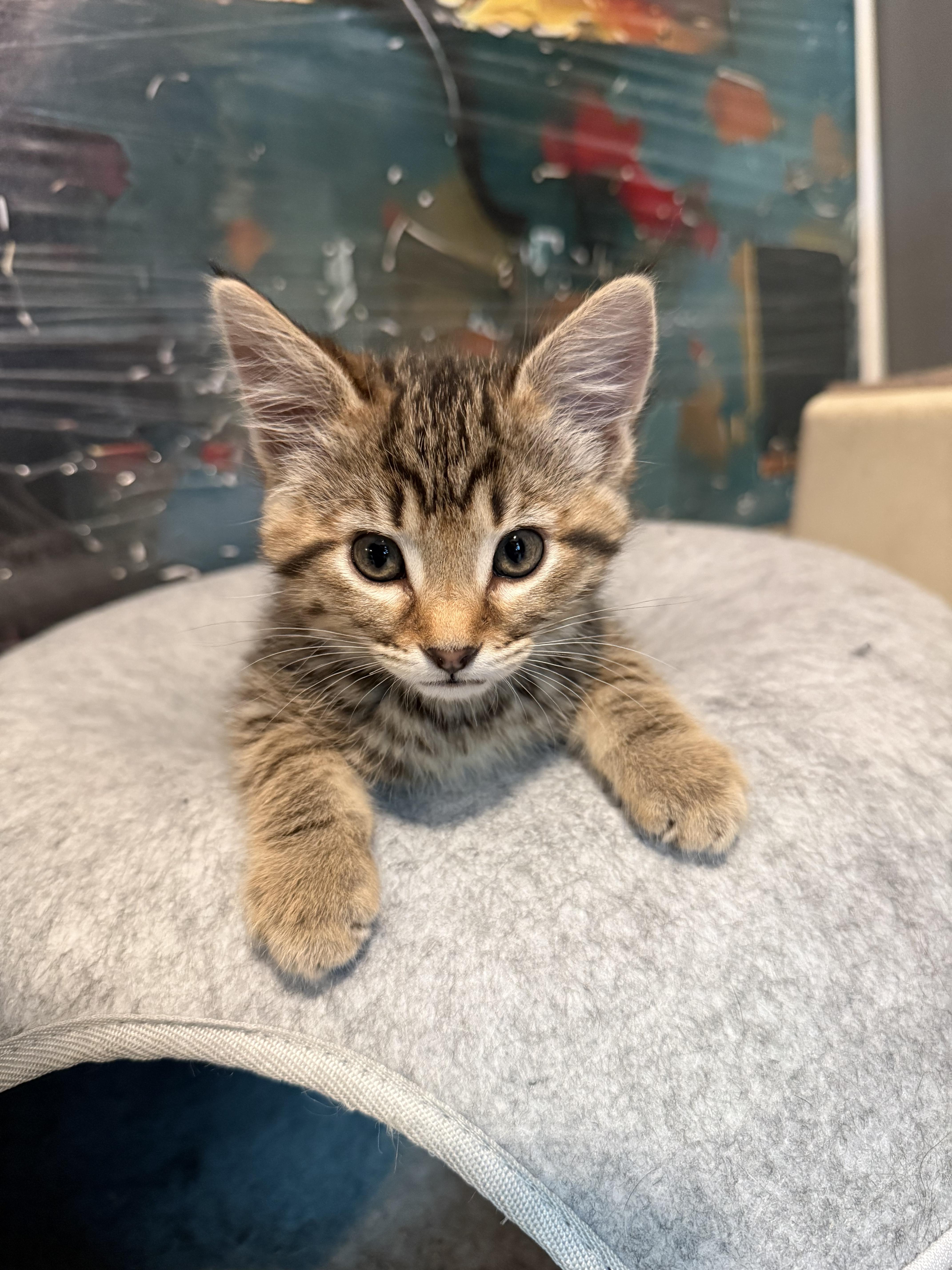 Lagertha, a ADOPTABLE Domestic Short Hair in Salt Lake City, UT image 4/6