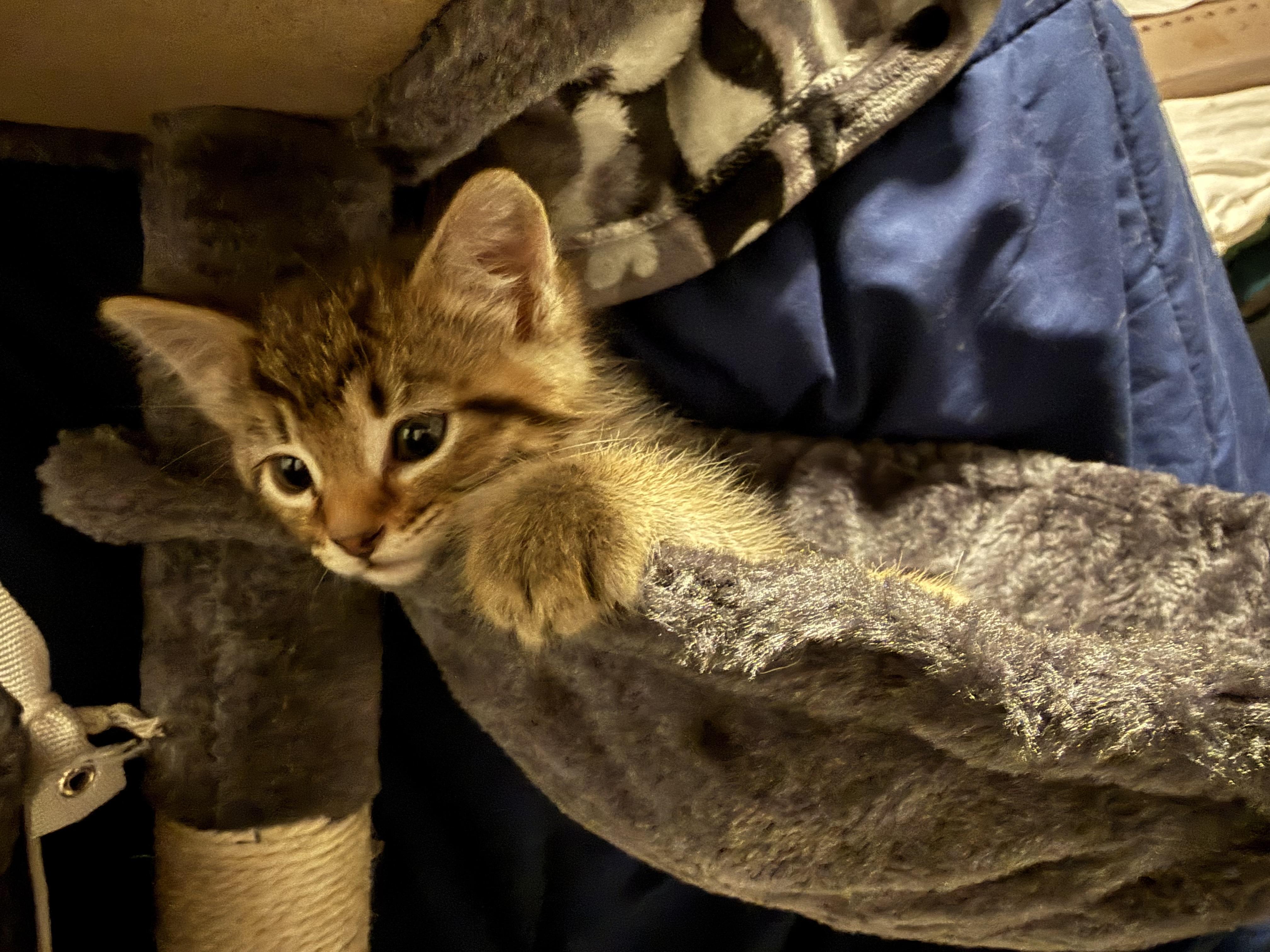 Lagertha, a ADOPTABLE Domestic Short Hair in Salt Lake City, UT image 3/6