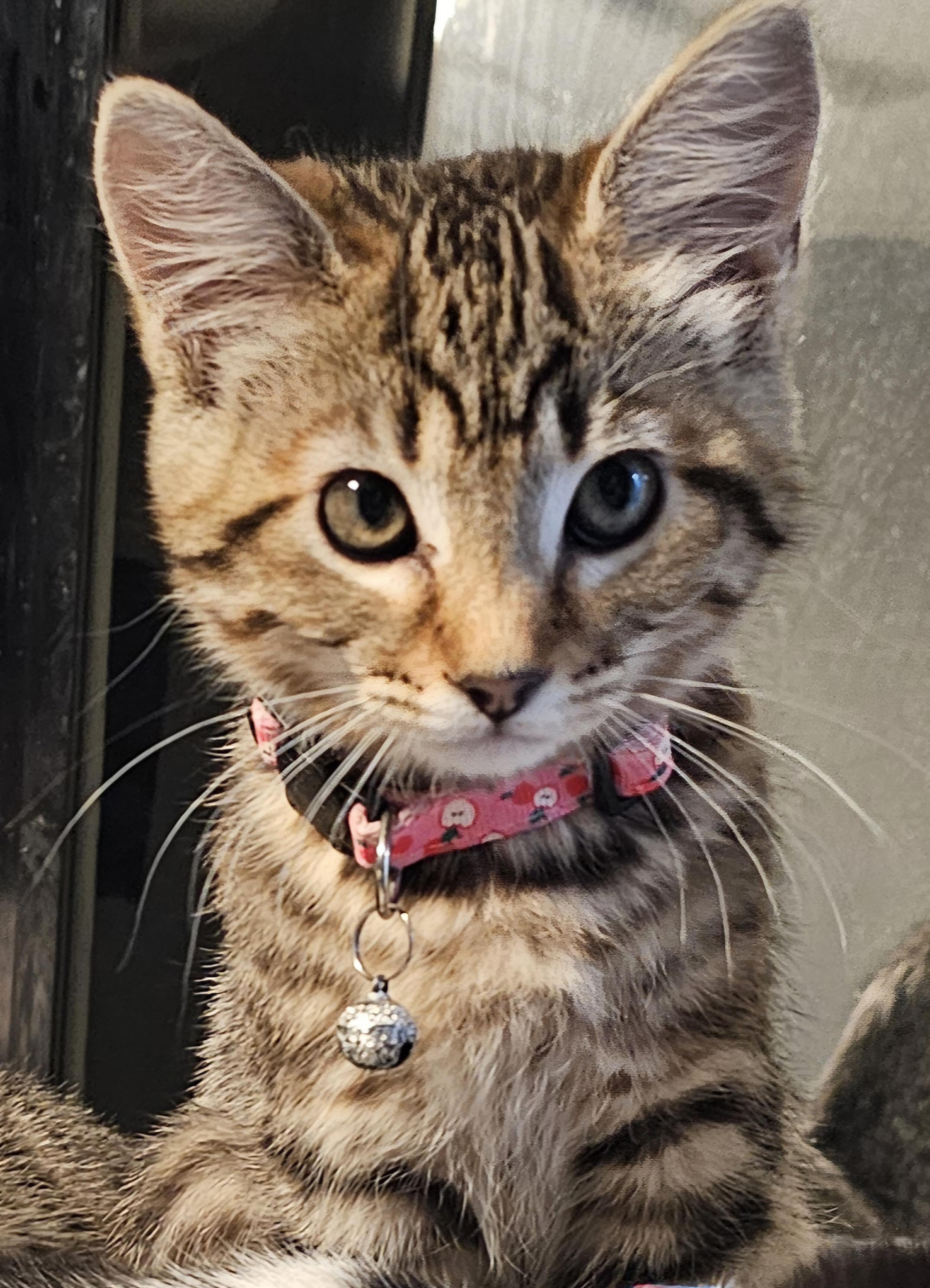 Enlarge Lagertha, a ADOPTABLE Domestic Short Hair in Salt Lake City, UT image 4/6