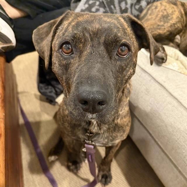 Enlarge PETAL, a Adoptable Mixed Breed in Columbia, SC image 1/1