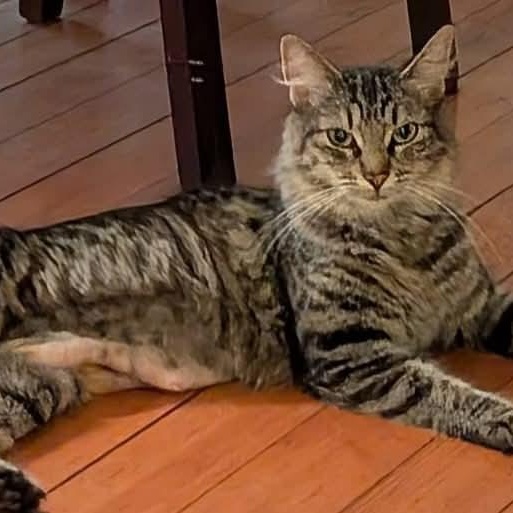 Bennie, Adoptable, Adult Female Domestic Medium Hair.