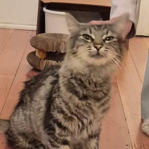 Enlarge Bennie, a Adoptable Domestic Medium Hair in Gladstone, OR image 3/3