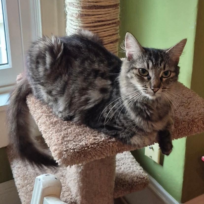 Enlarge Bennie, a Adoptable Domestic Medium Hair in Gladstone, OR image 2/3