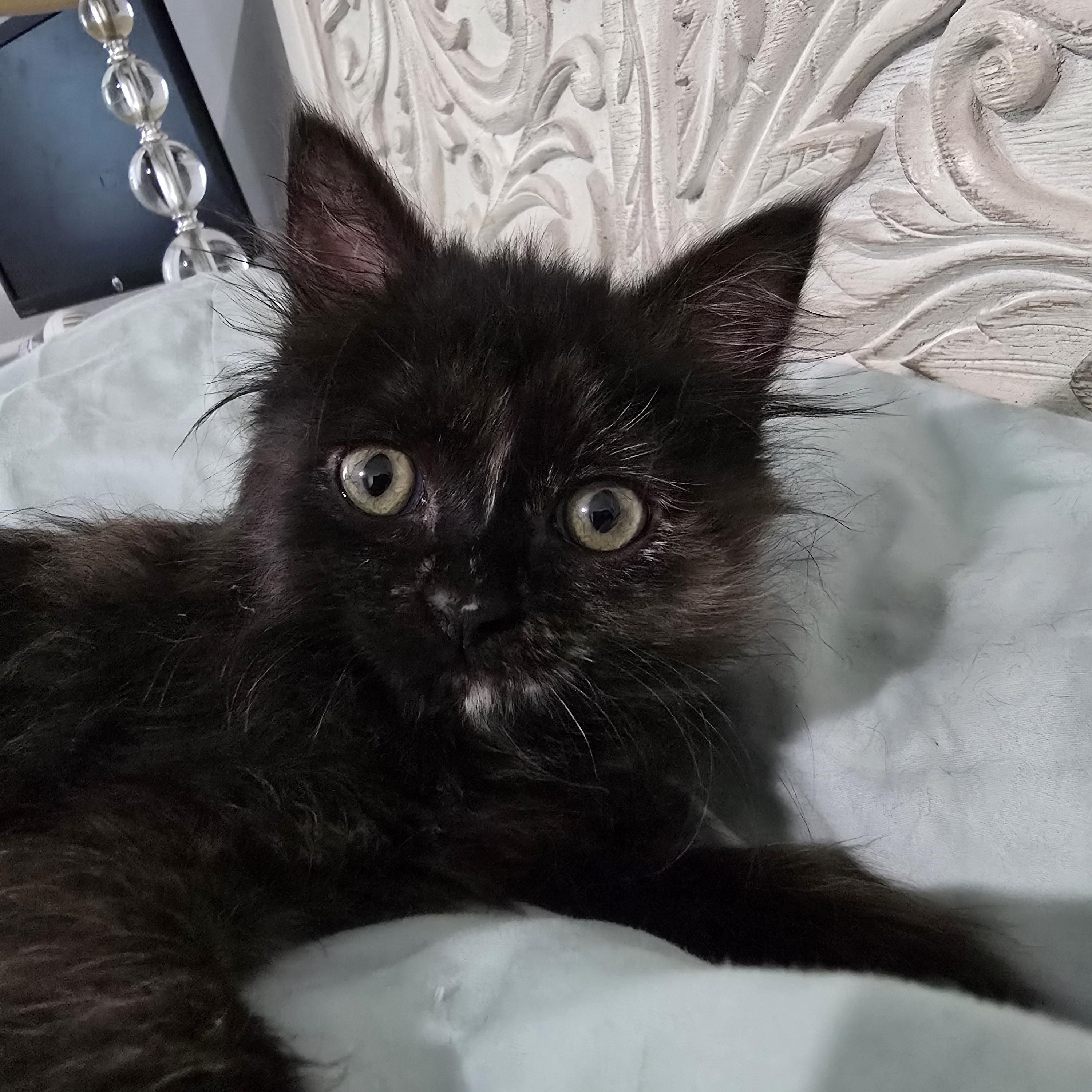 Sushi, a Adoptable Tortoiseshell in Midvale, UT image 2/6