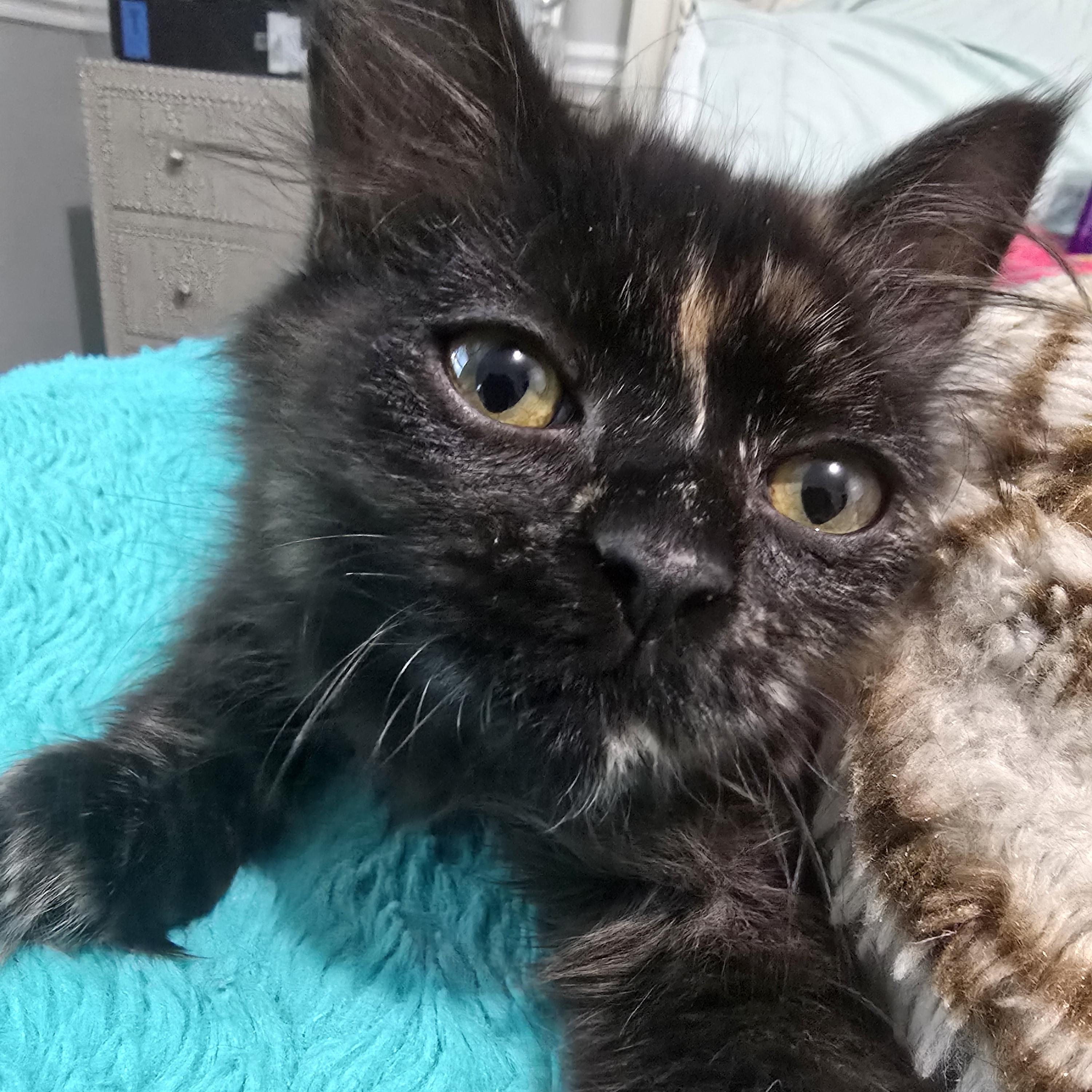 Sushi, a Adoptable Tortoiseshell in Midvale, UT image 3/6