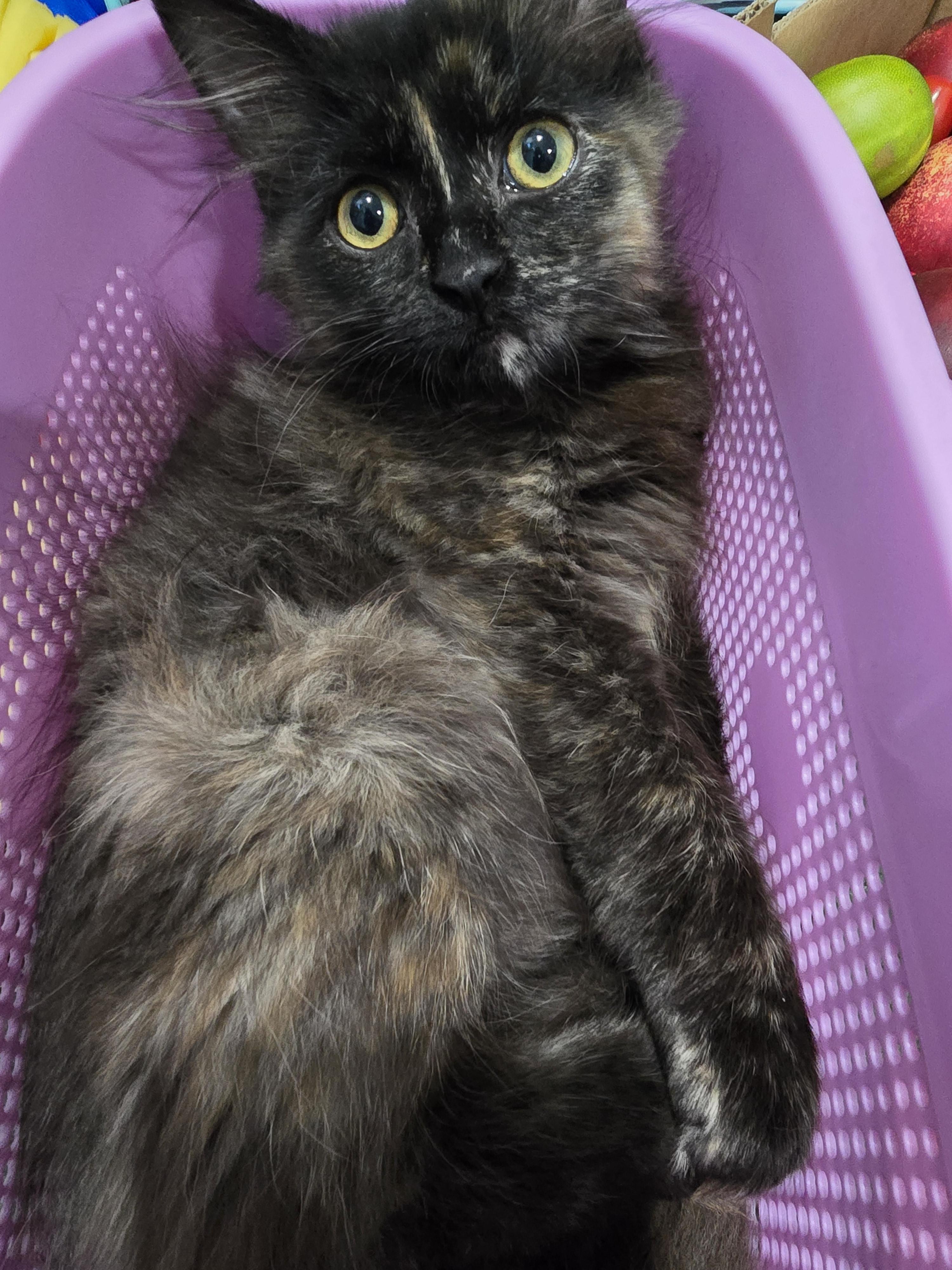 Sushi, a Adoptable Tortoiseshell in Midvale, UT image 5/6