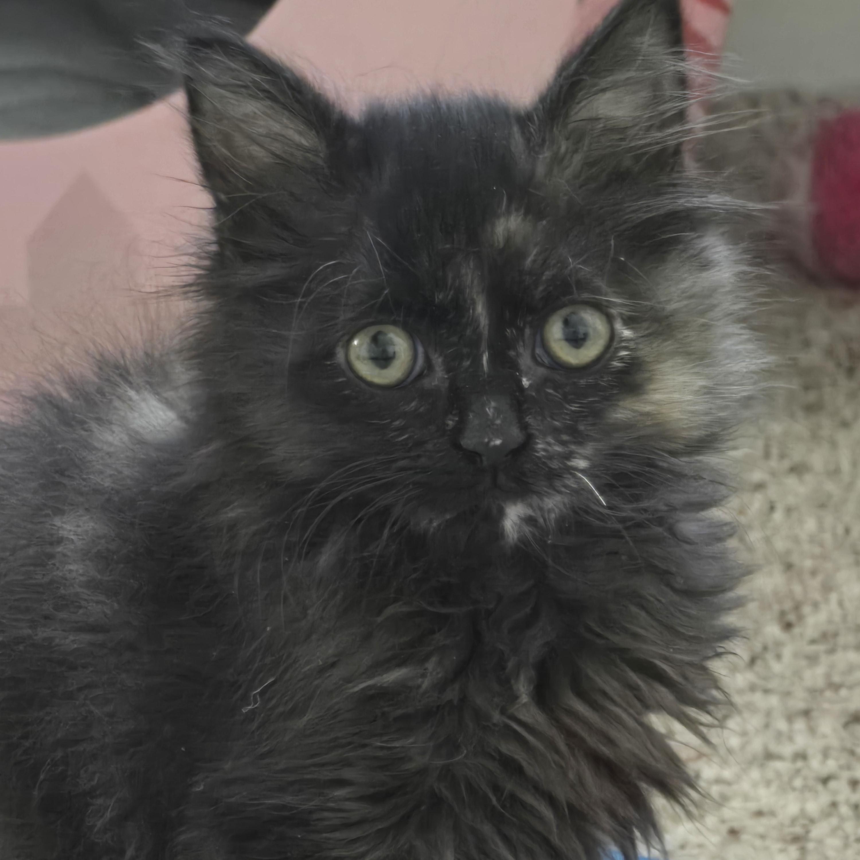 Sushi, Adoptable, Kitten Female Tortoiseshell.