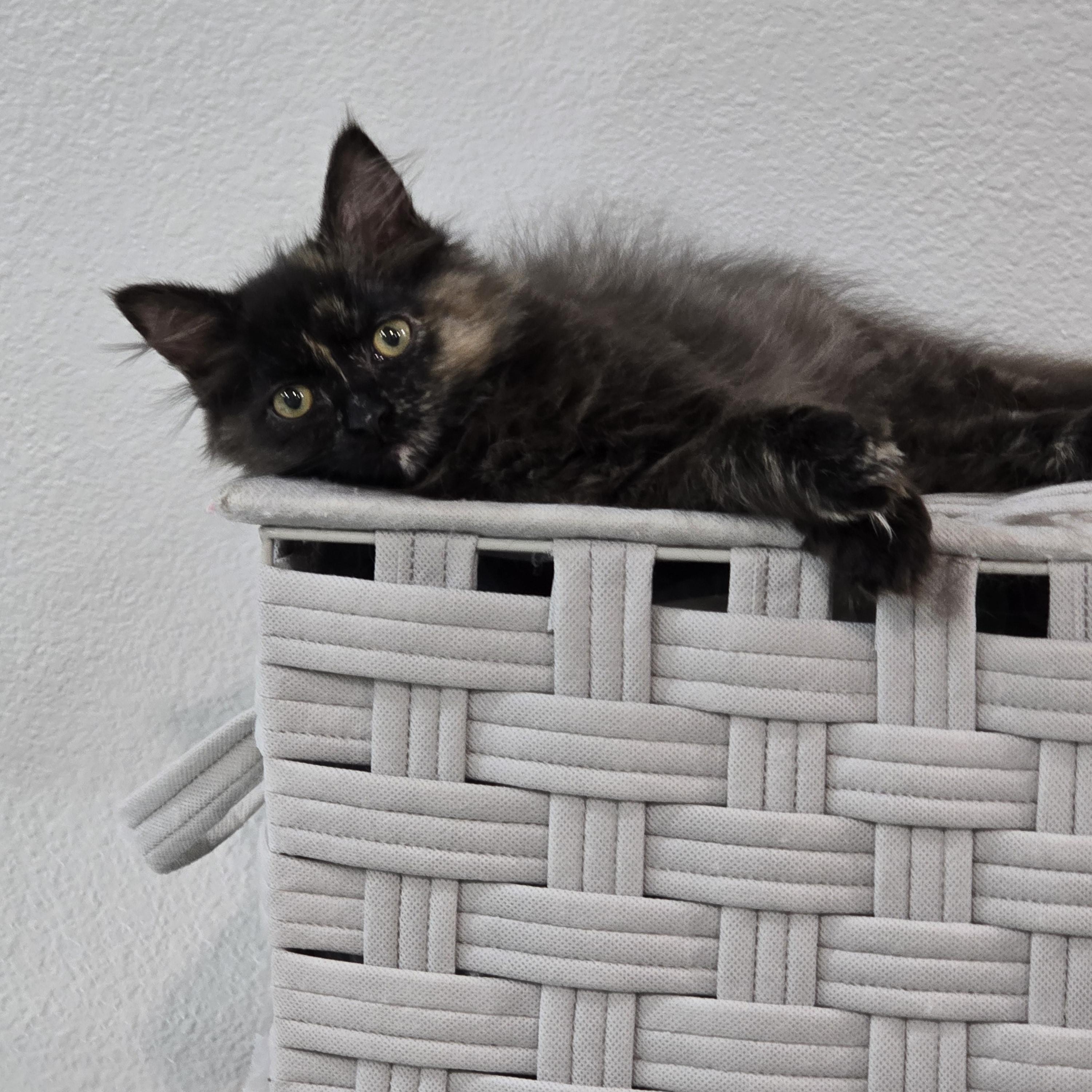 Sushi, a Adoptable Tortoiseshell in Midvale, UT image 4/6