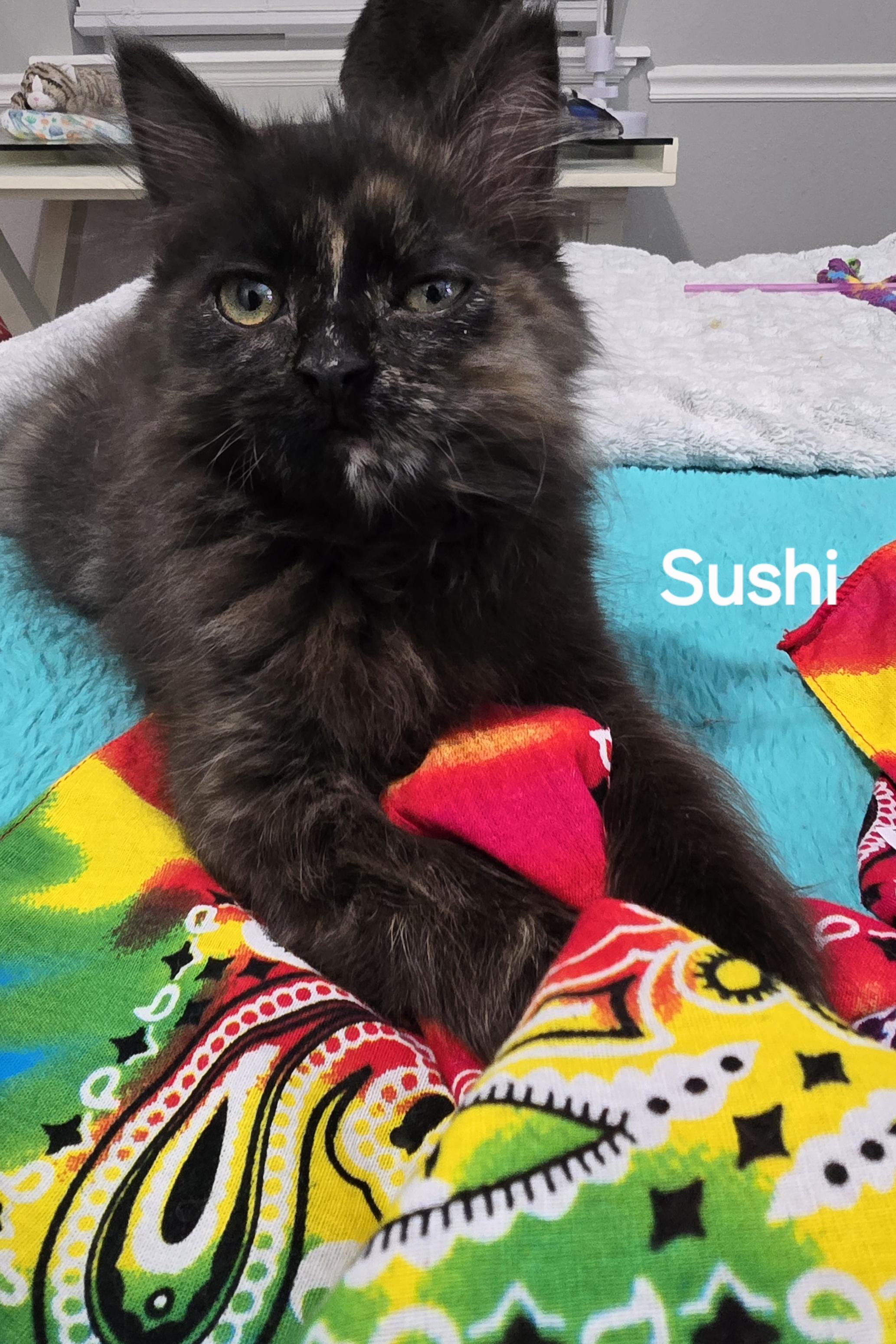 Sushi, a Adoptable Tortoiseshell in Midvale, UT image 6/6