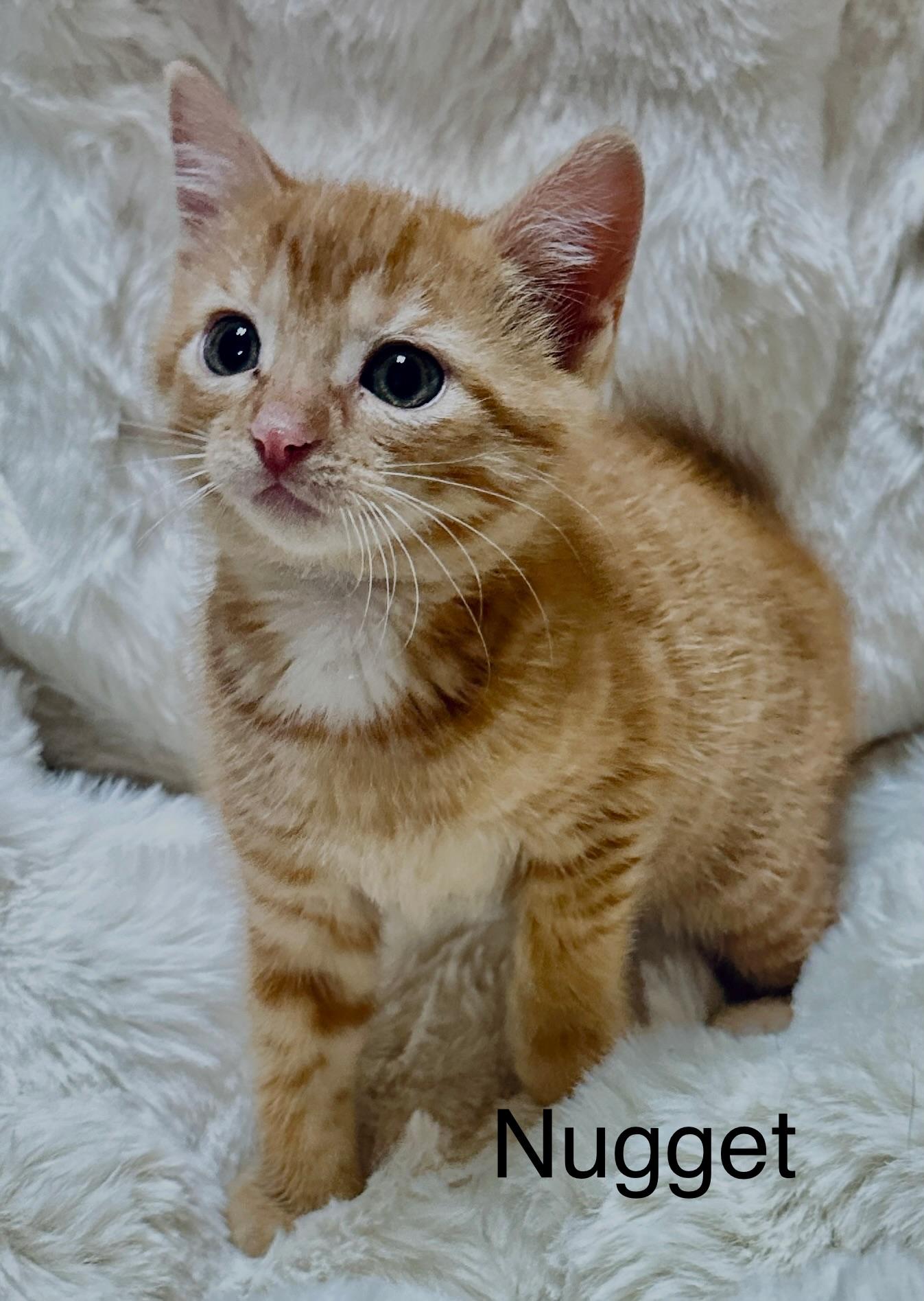 Enlarge Nugget, a ADOPTABLE Domestic Short Hair in South Elgin, IL image 1/1