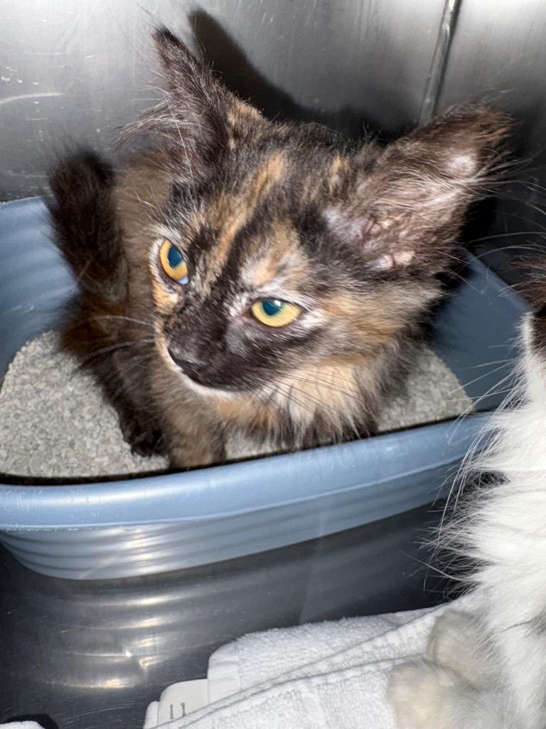 Enlarge Mrs. Sprinkle, a Adoptable mixed breed in Mocksville, NC image 1/1