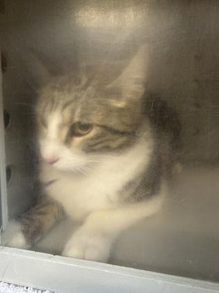 Enlarge Ducky - In Foster, a Adoptable mixed breed in Rapid City, SD image 2/2