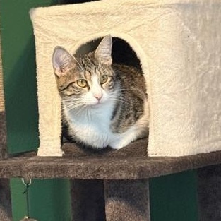 Ducky - In Foster, Adoptable, Adult Female Domestic Short Hair.