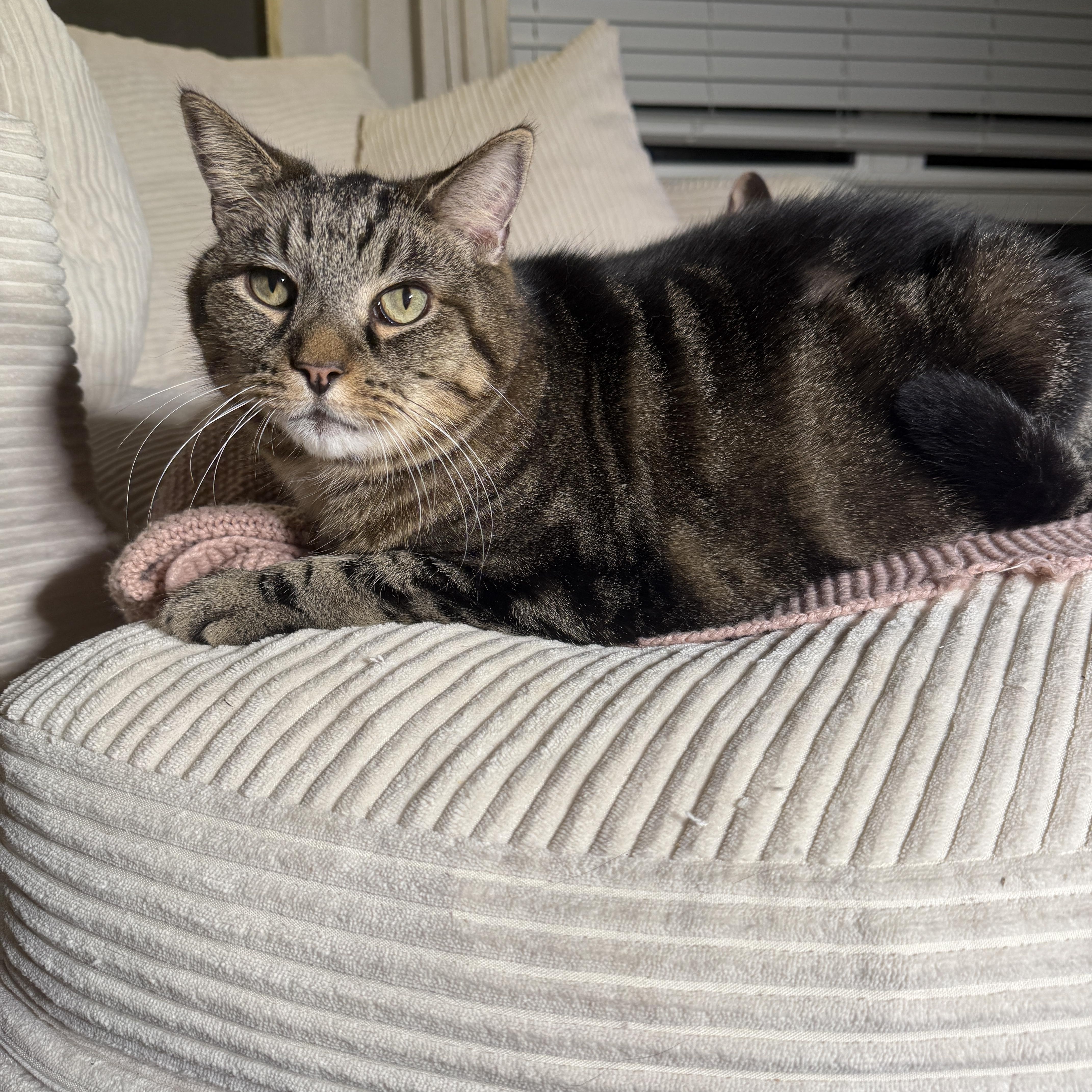 Toby (bonded with Aethel), Adoptable, Adult Male Domestic Short Hair.