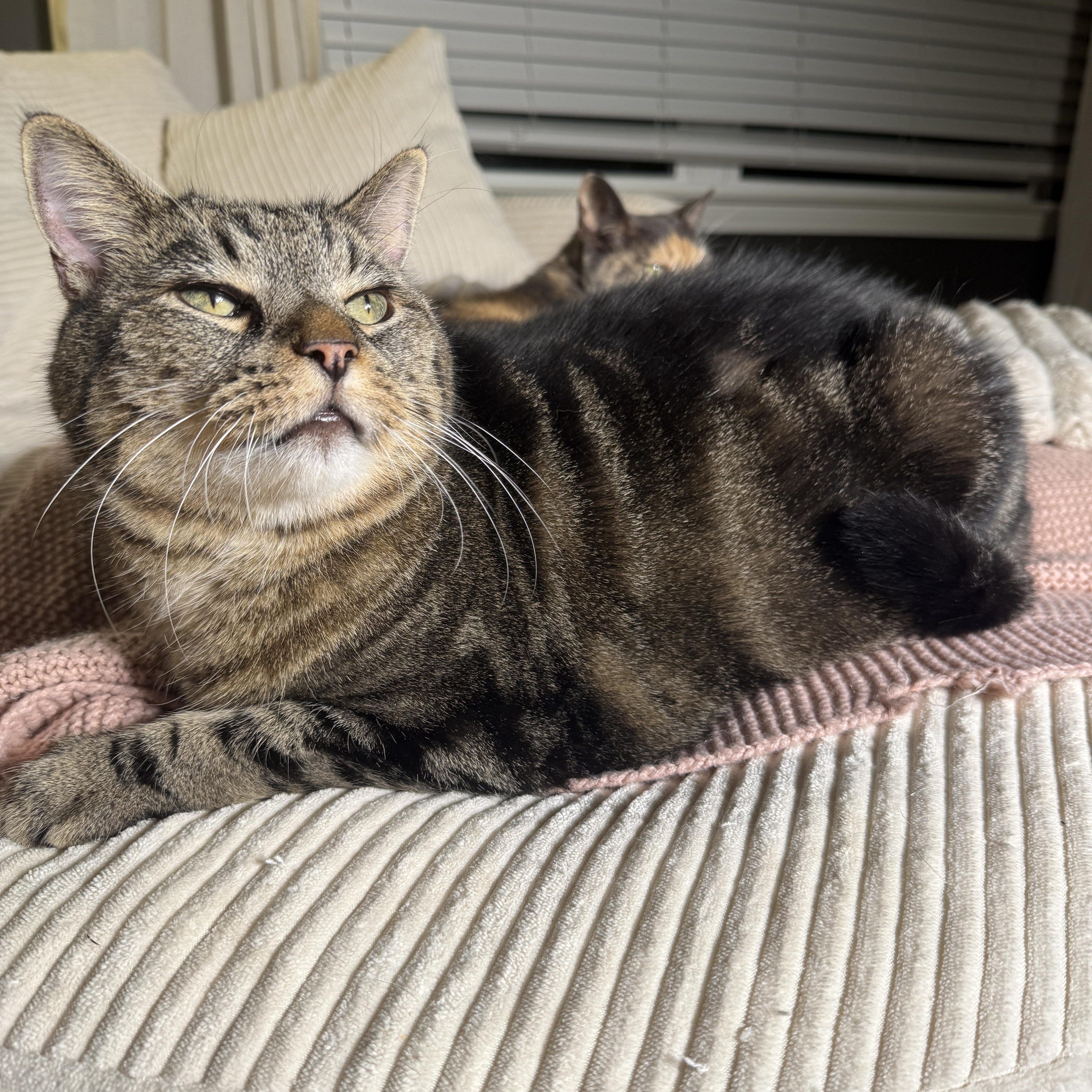 Enlarge Toby (bonded with Aethel), a Adoptable Domestic Short Hair in Fort Oglethorpe, GA image 2/2