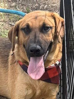 Castor, Adopted, Young Male Labrador Retriever.