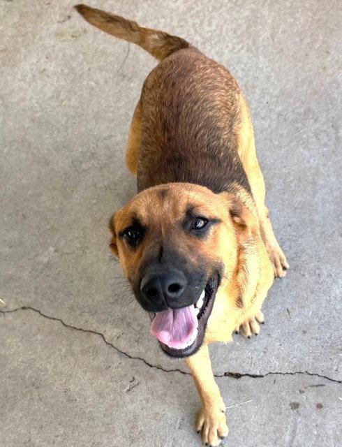 Castor, a Adopted Labrador Retriever in Carrollton, GA image 2/3