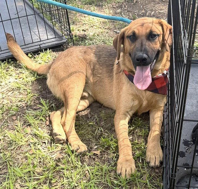 Castor, a Adopted Labrador Retriever in Carrollton, GA image 3/3