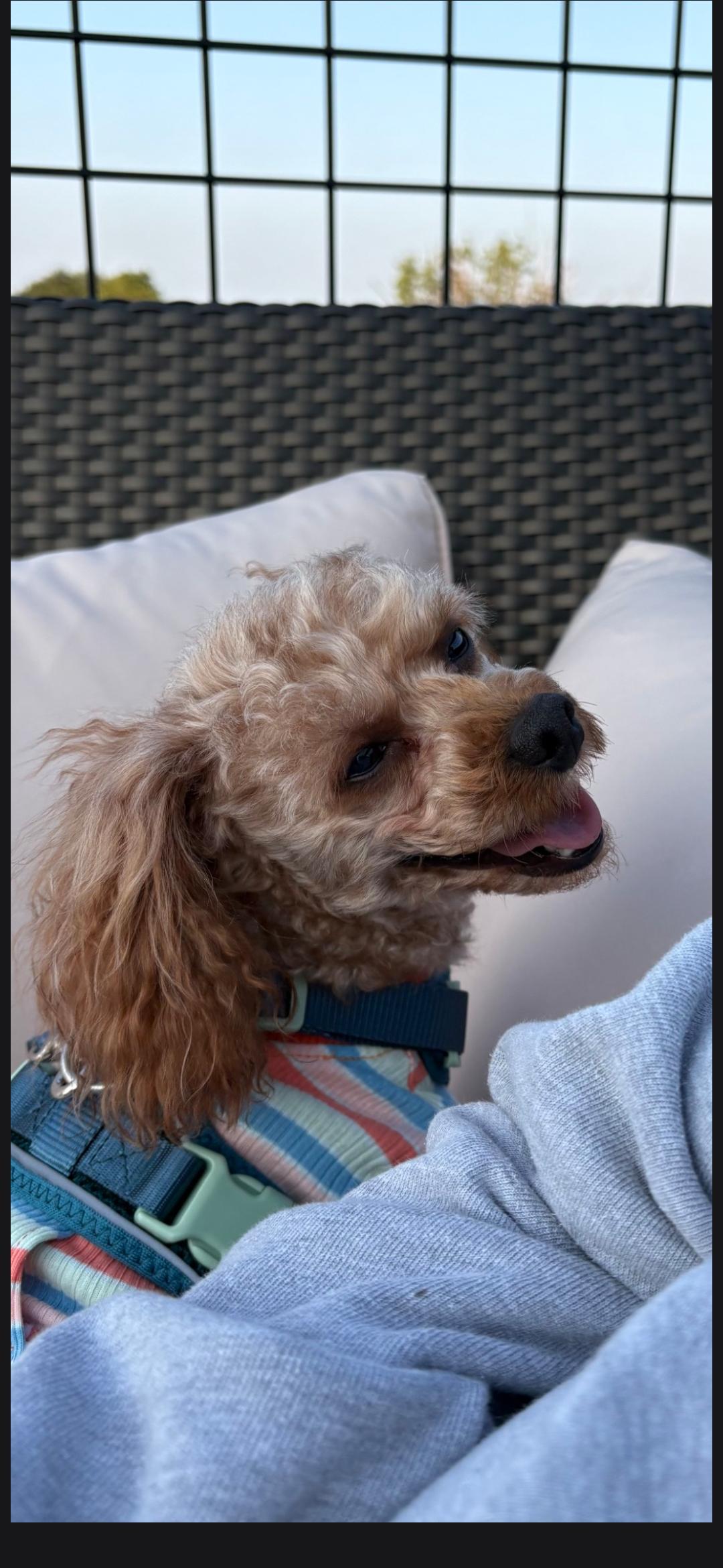 Enlarge Tucker, an adopted Miniature Poodle in Cleveland , OH image 1/5
