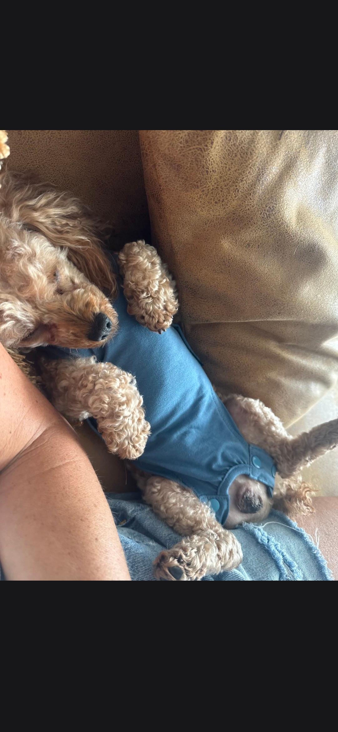 Enlarge Tucker, an adopted Miniature Poodle in Cleveland , OH image 2/5