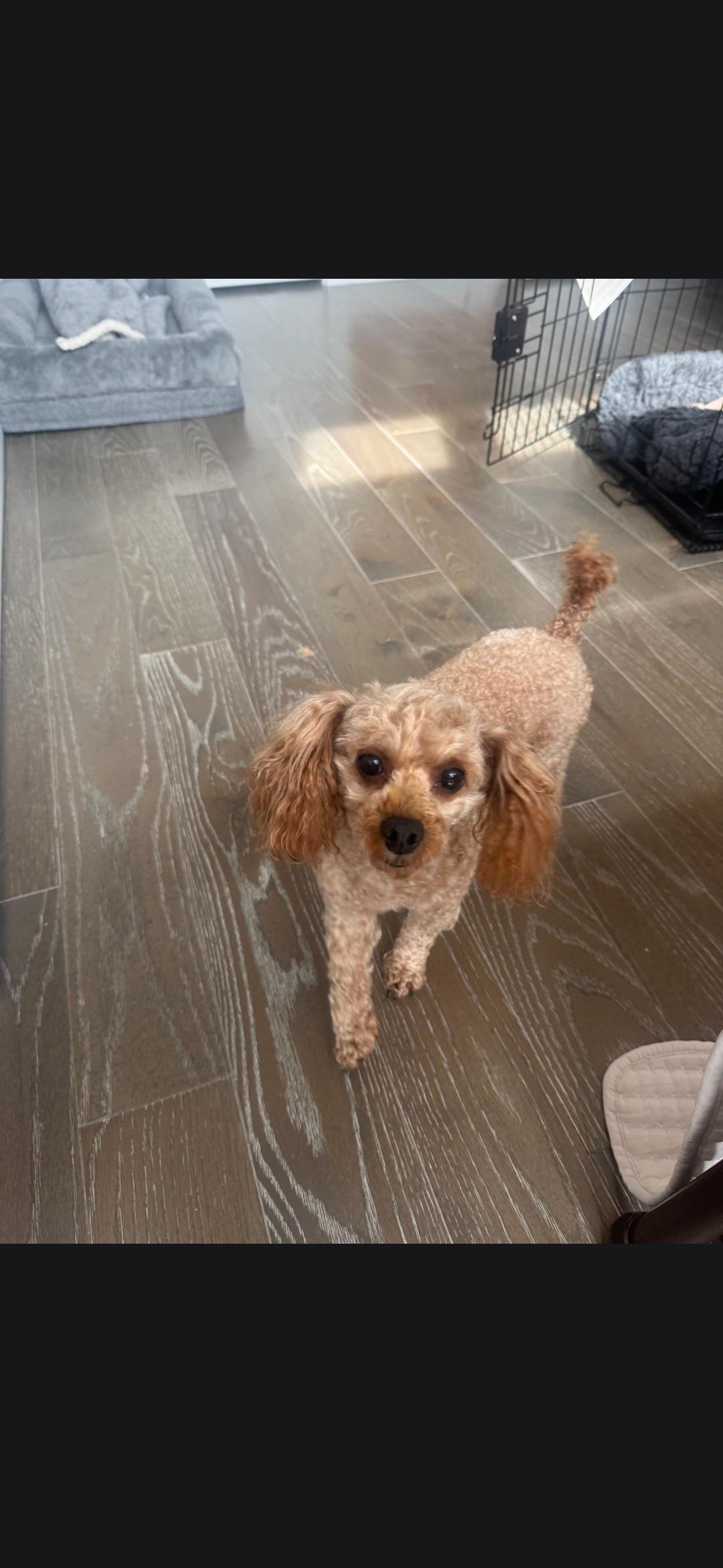 Enlarge Tucker, an adopted Miniature Poodle in Cleveland , OH image 4/5