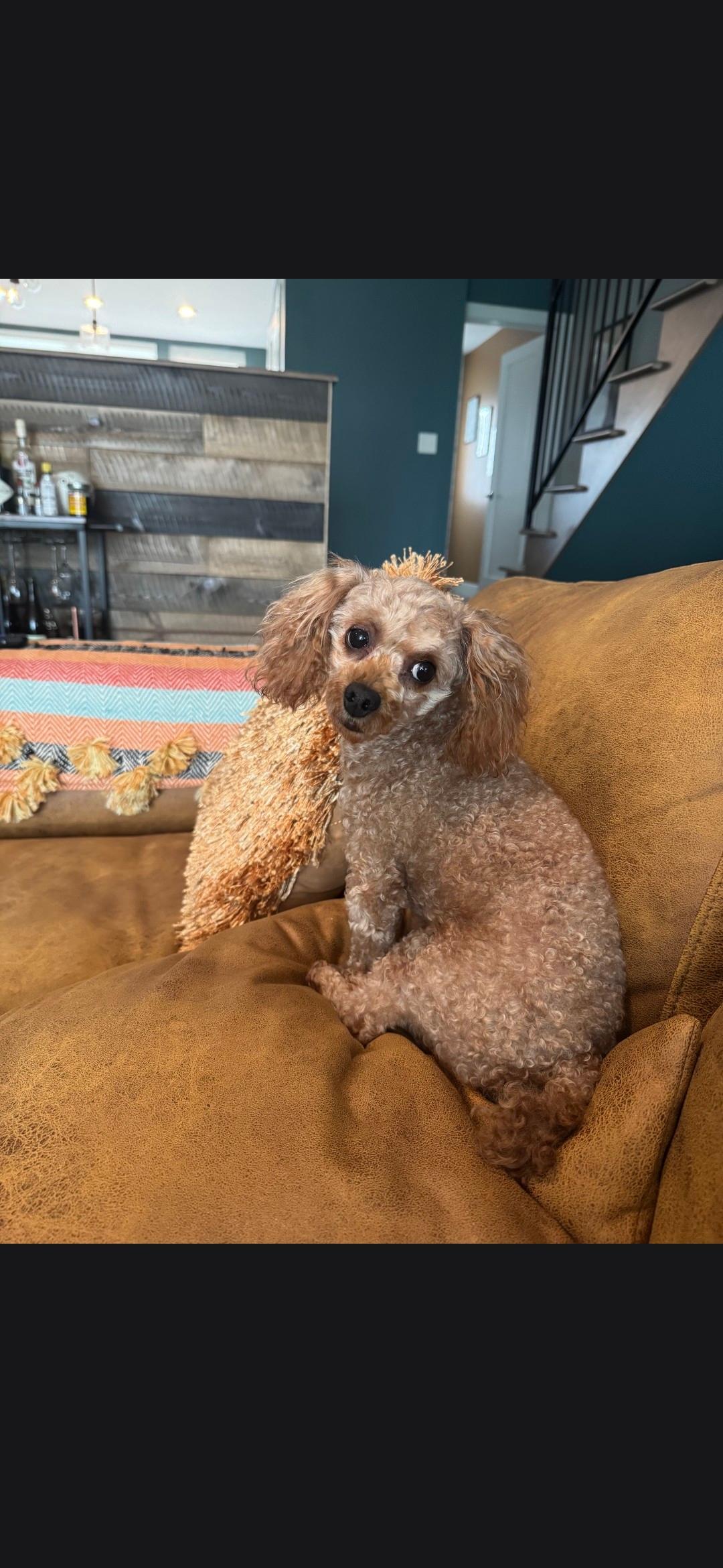 Enlarge Tucker, an adopted Miniature Poodle in Cleveland , OH image 3/5
