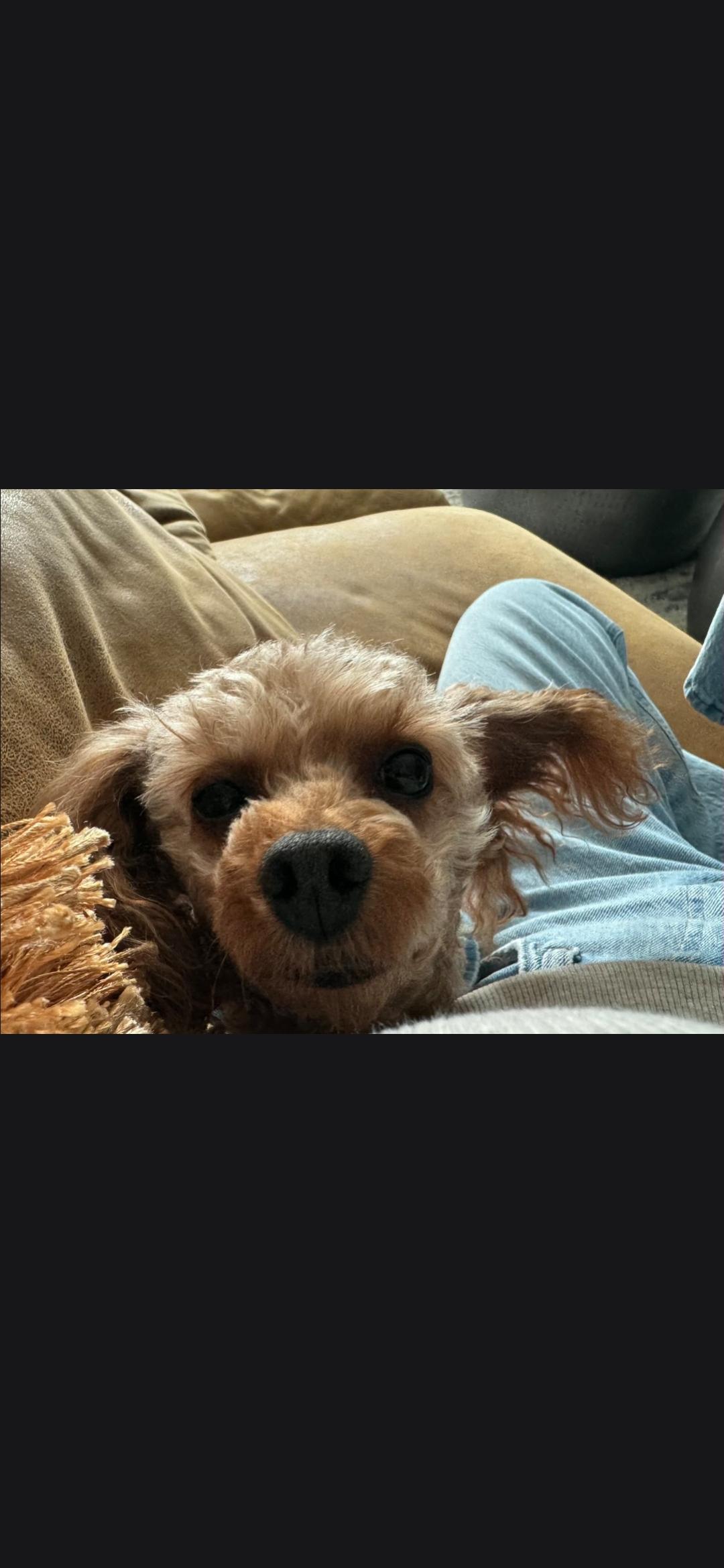 Enlarge Tucker, an adopted Miniature Poodle in Cleveland , OH image 5/5