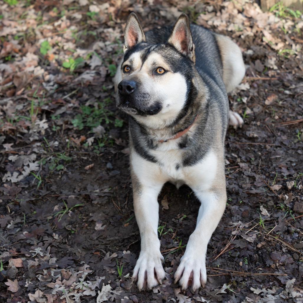 BUDDY, Adoptable, Adult Male German Shepherd Dog & Siberian Husky.