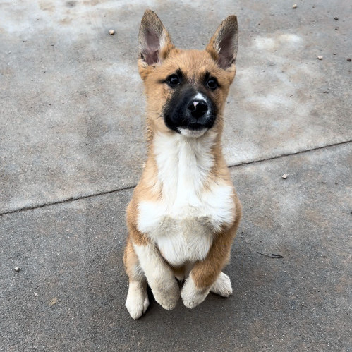Enlarge Rubble, a Adopted mixed breed in Ulysses, KS image 1/1