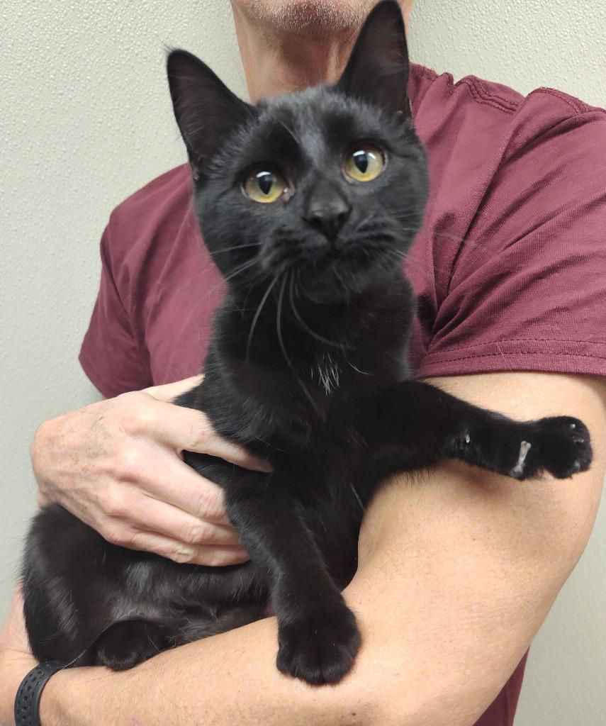 Enlarge URSA, a Adoptable mixed breed in Sandusky, OH image 1/1