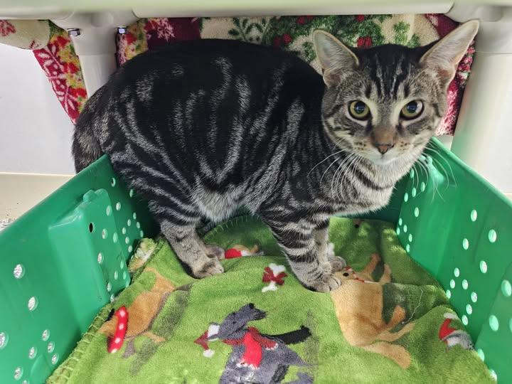 Jethro, ADOPTABLE, Young Male Domestic Short Hair.