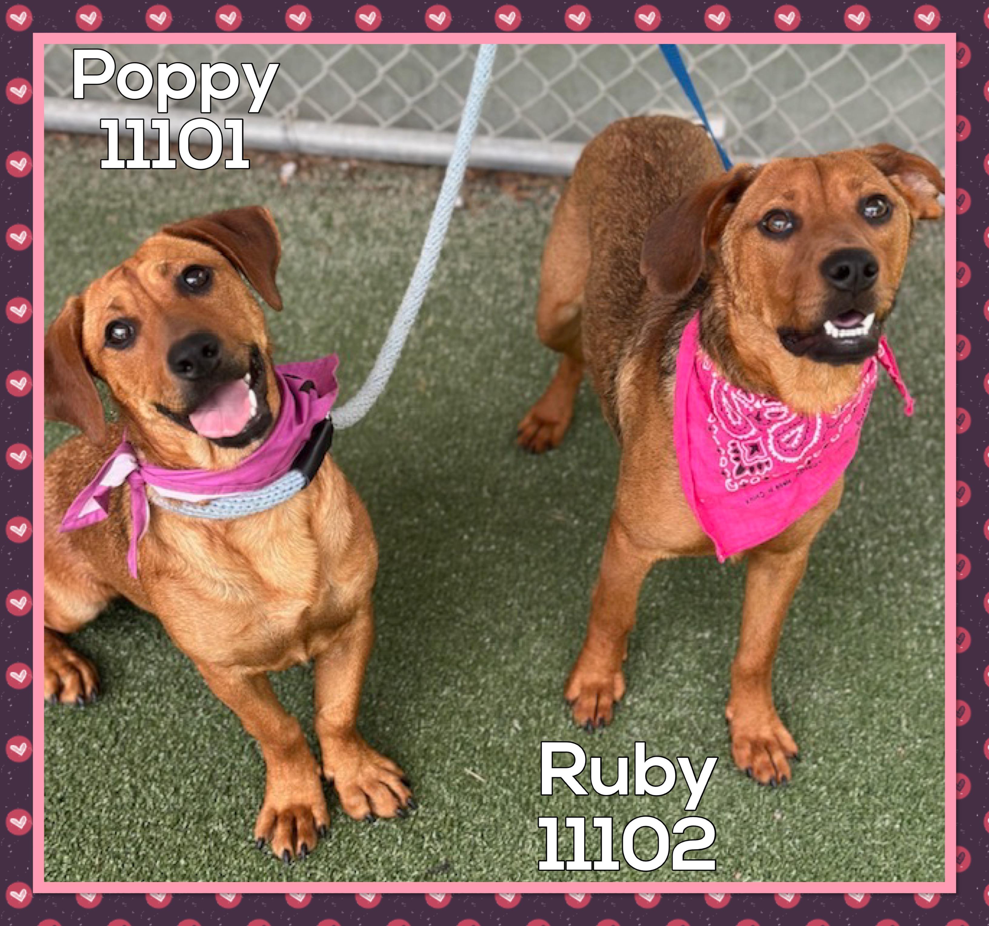 POPPY (also see RUBY)