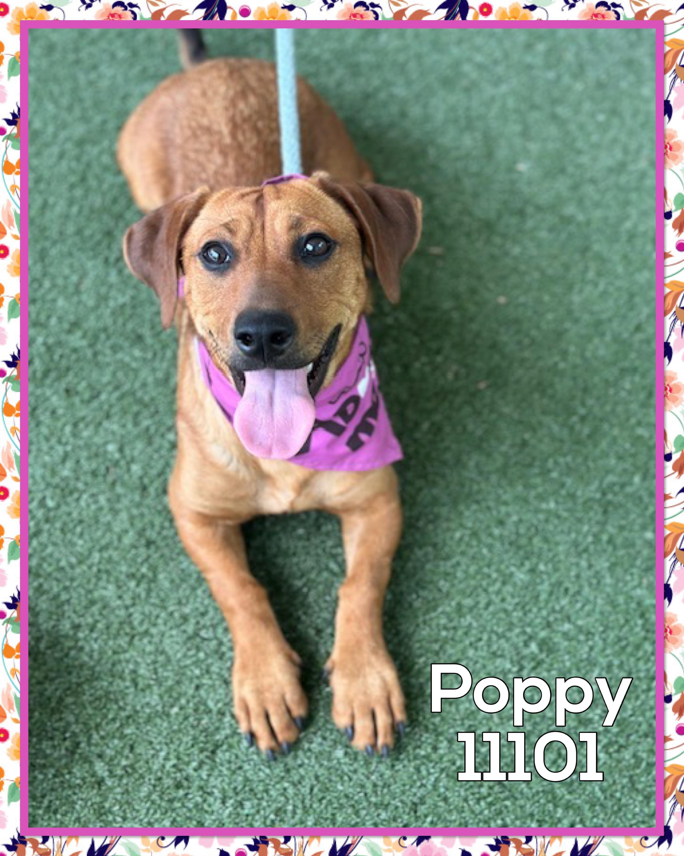 POPPY (also see RUBY)