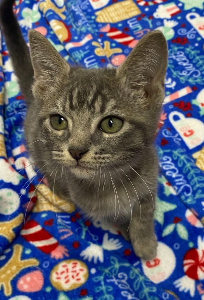 Enlarge 25-41 Orson, a Adoptable Domestic Short Hair in St. Helens, OR image 1/2