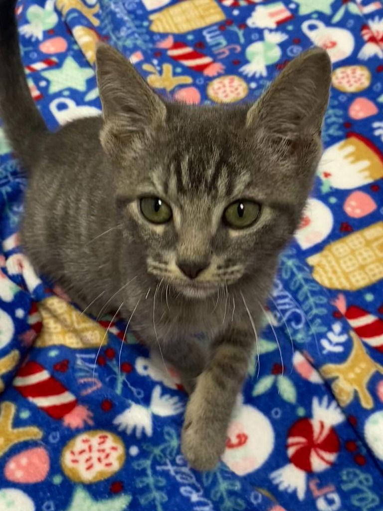 Enlarge 25-41 Orson, a Adoptable Domestic Short Hair in St. Helens, OR image 2/2