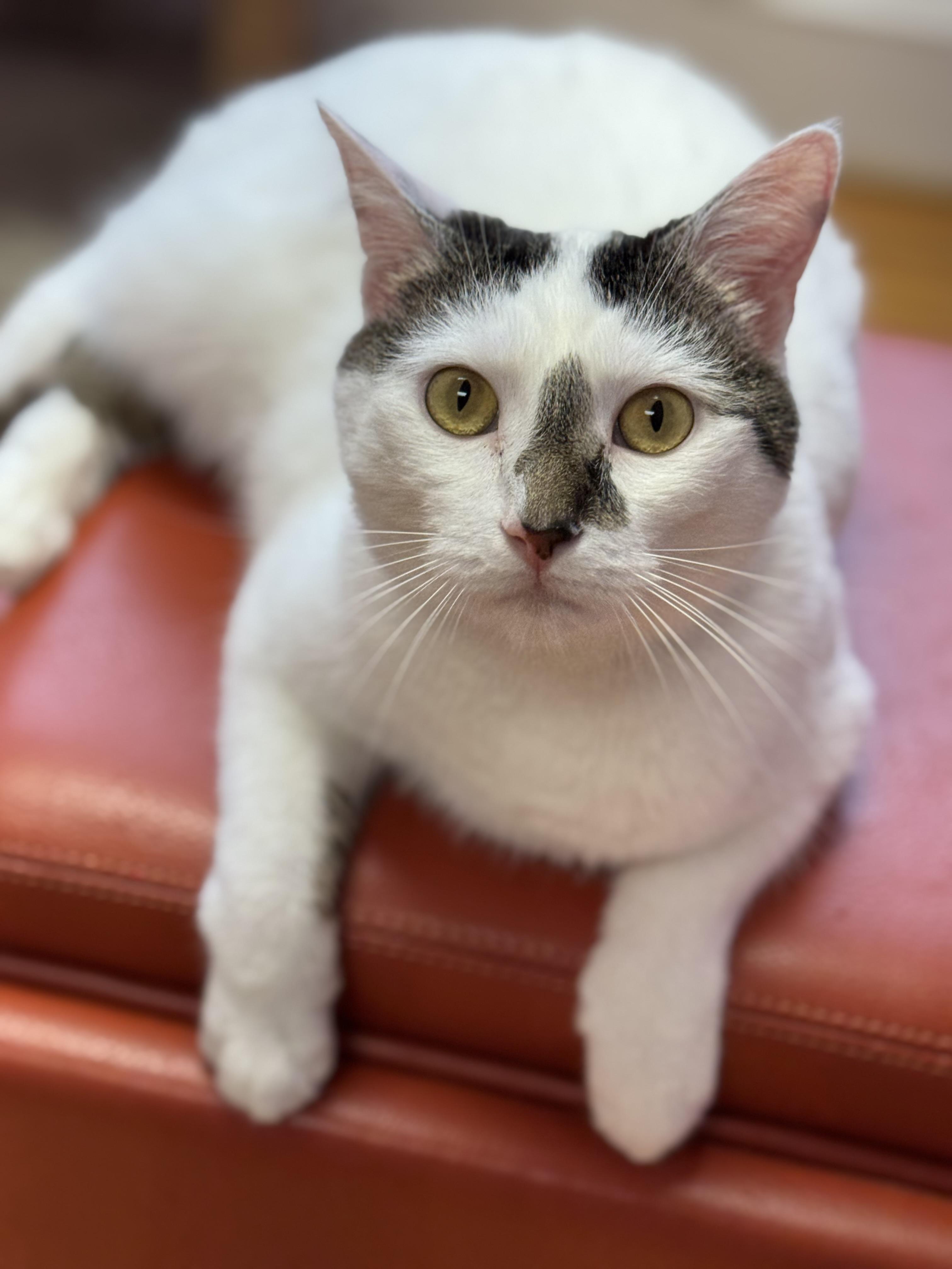 McFlurry - Male - White - DECLAWED
