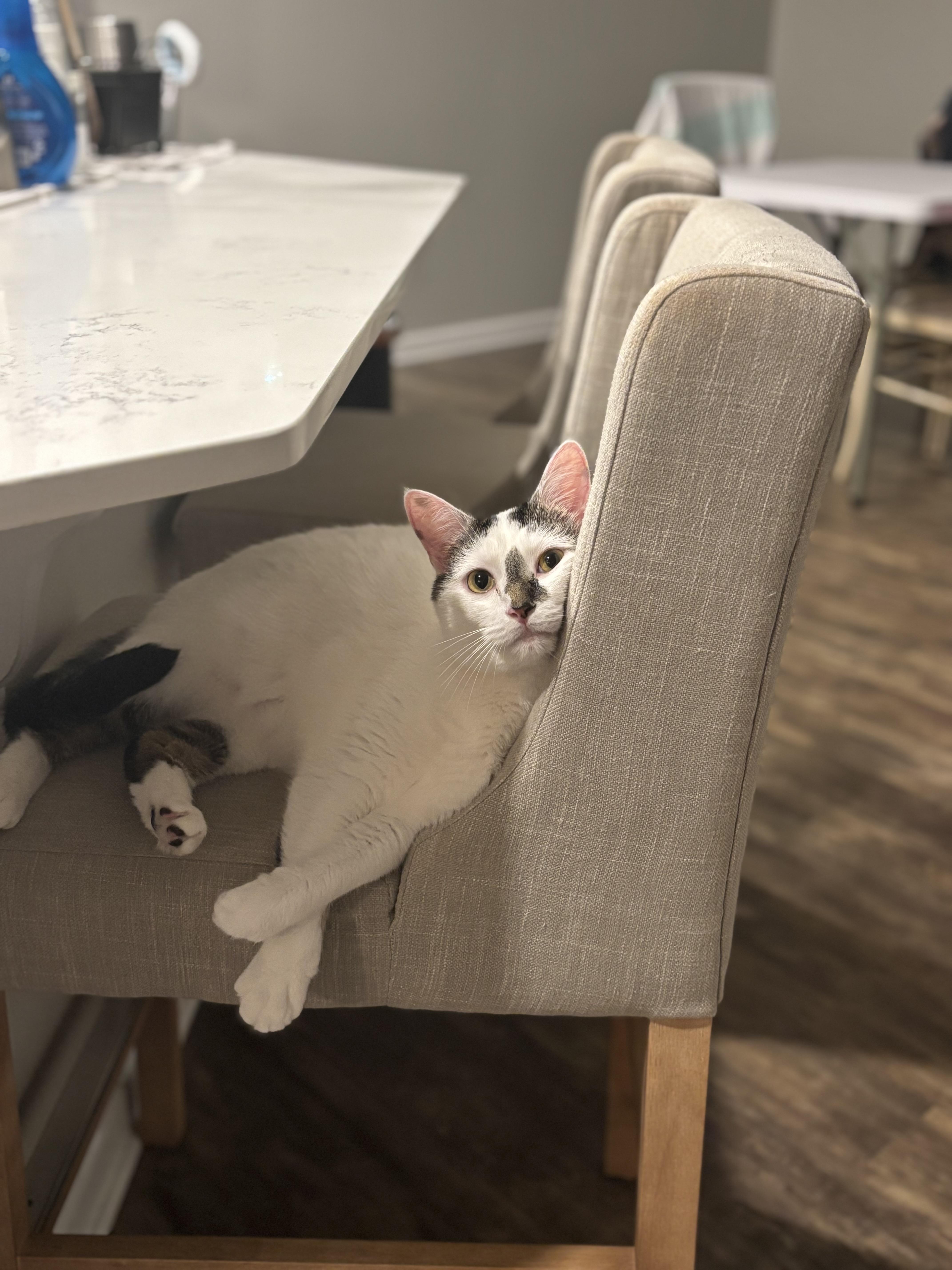 McFlurry - DECLAWED Male - Adult