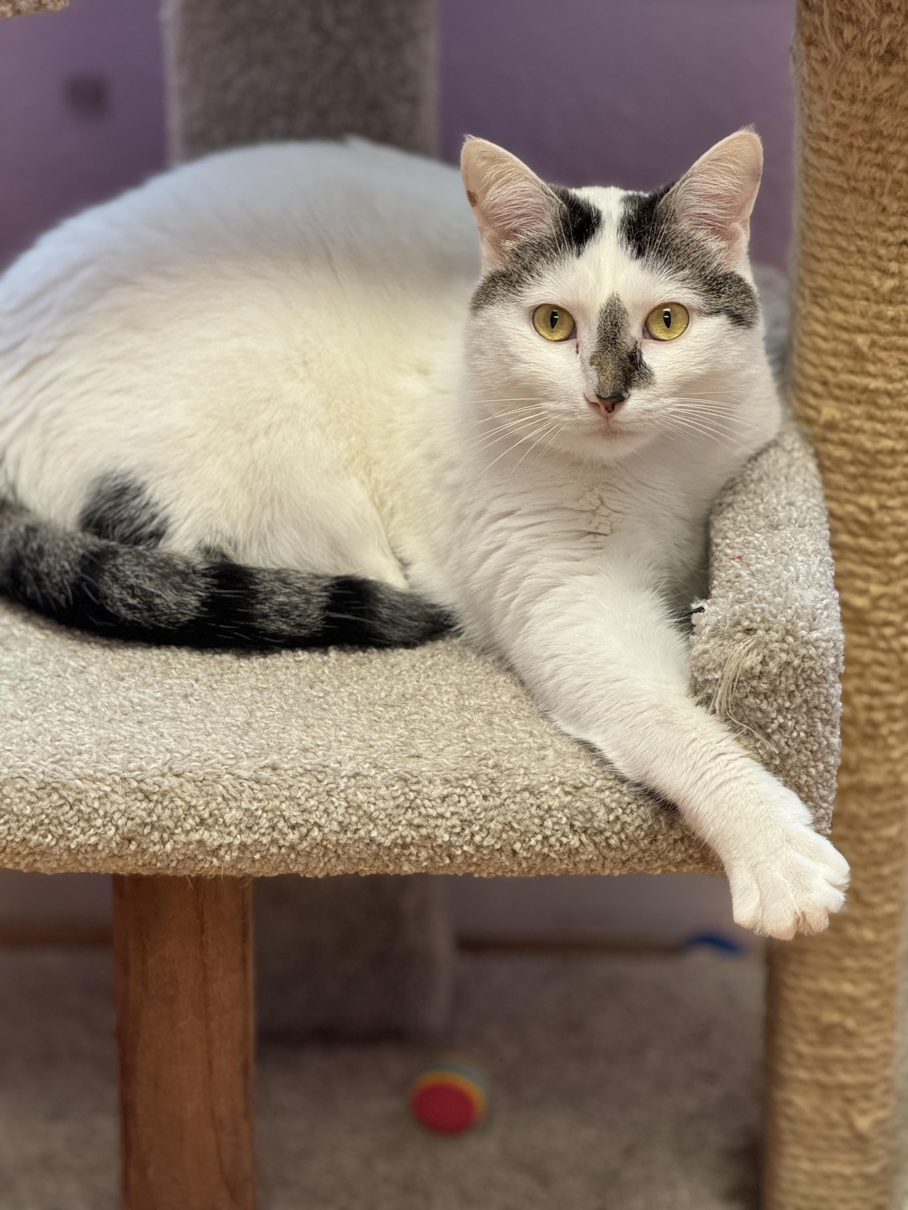 McFlurry - DECLAWED Male - Adult