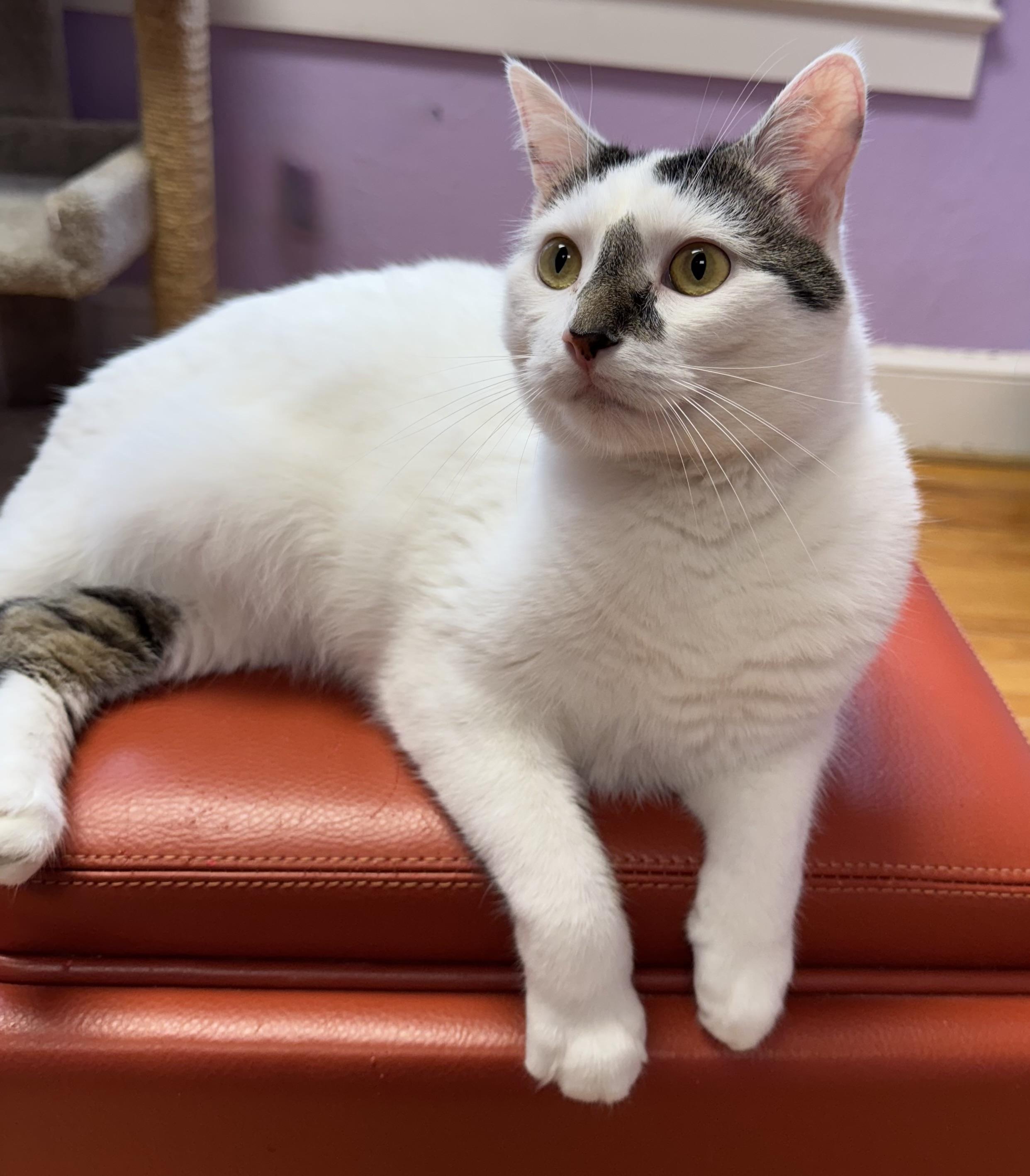 McFlurry - DECLAWED Male - Adult